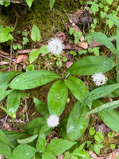 image of Clintonia umbellulata, Speckled Wood-lily, White Clintonia