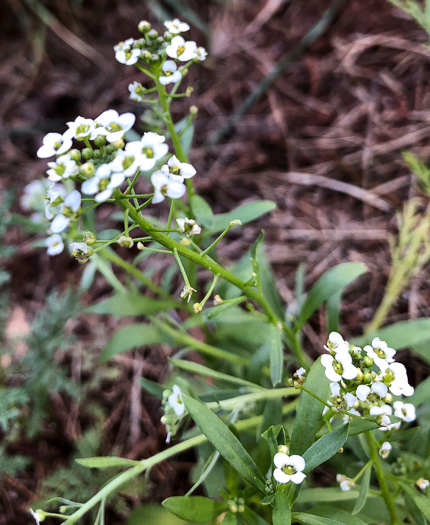 image of Lobularia maritima, Sweet Alyssum, Seet Alison