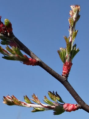 image of Crataegus marshallii, Parsley Hawthorn, Parsley Haw