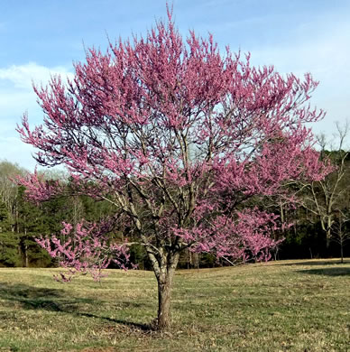 image of Cercis canadensis var. canadensis, Eastern Redbud, Judas Tree