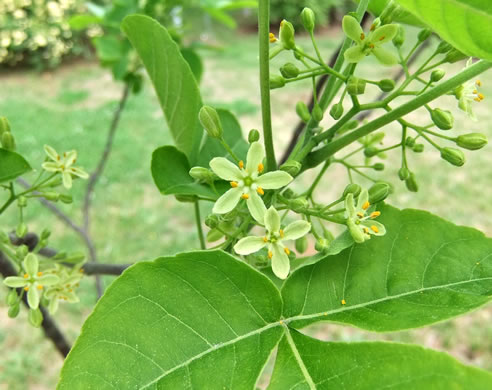 image of Ptelea trifoliata, Wafer-ash, Hoptree