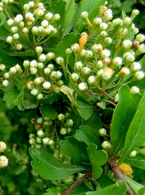 image of Crataegus spathulata, Littlehip Hawthorn, Spatulate Haw