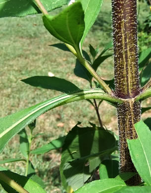 image of Helianthus tuberosus, Jerusalem Artichoke