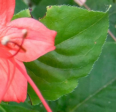 image of Rhododendron prunifolium, Plumleaf Azalea