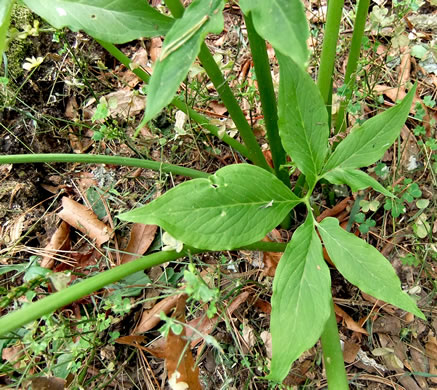 image of Pinellia pedatisecta, Chinese Green Dragon, Fan-leaf Chinese Green Dragon, Pinellia