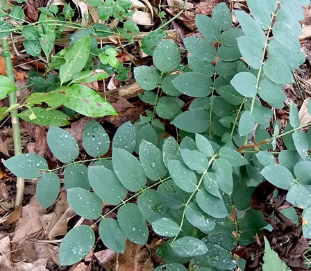 image of Robinia hispida var. hispida, Common Bristly Locust