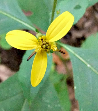 image of Coreopsis latifolia, Broadleaf Coreopsis, Broadleaf Tickseed