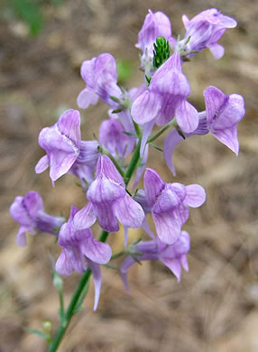 image of Linaria purpurea, Purple Toadflax