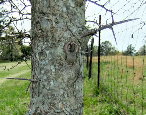 image of Crataegus phaenopyrum, Washington Hawthorn, Virginia Hawthorn