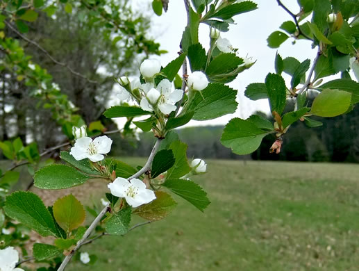 image of Crataegus visenda, Bristol Hawthorn