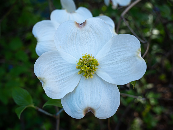 image of Benthamidia florida, Flowering Dogwood