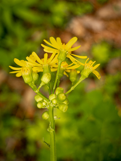 image of Packera glabella, Butterweed, Smooth Ragwort, Smooth Groundsel, Yellowtop