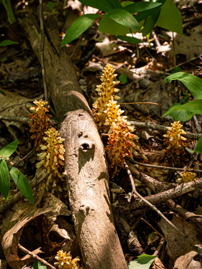 image of Conopholis americana, Squawroot, Bearcorn, Oakdrops