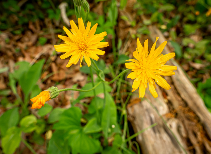 image of Pilosella flagellaris, Whiplash Hawkweed