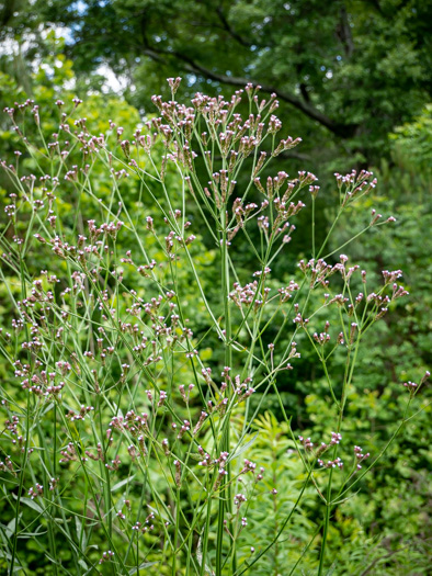 image of Verbena brasiliensis, Brazilian Vervain