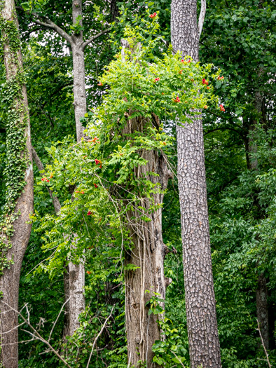 image of Campsis radicans, Trumpetcreeper, Trumpet Vine, Cow-Itch Vine