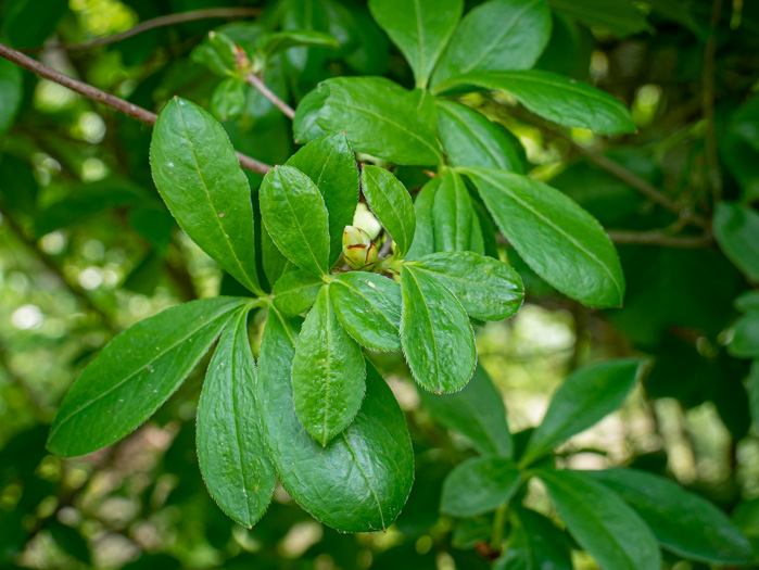 Swamp Azalea