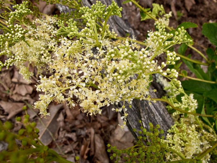 image of Filipendula ulmaria, Queen-of-the-Meadow, Meadowsweet