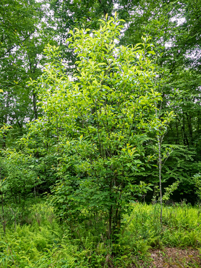 image of Franklinia alatamaha, Franklinia, Franklin Tree, Lost Gordonia