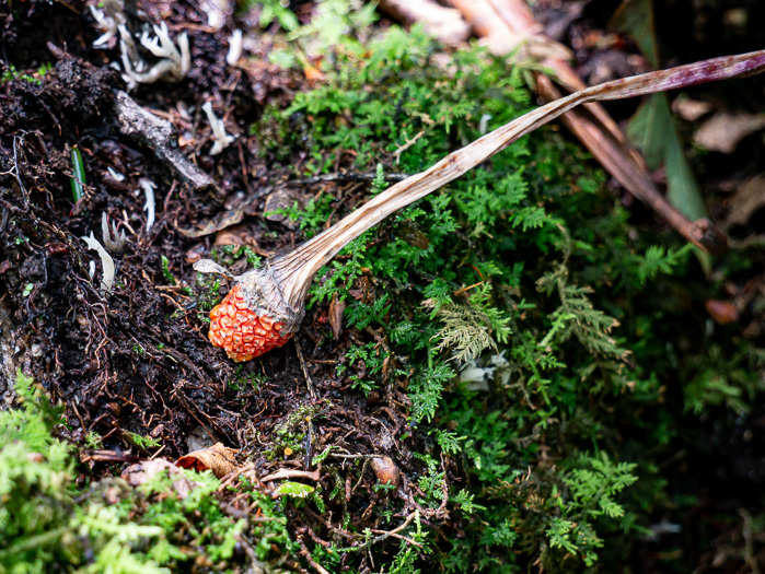 image of Arisaema dracontium, Green Dragon