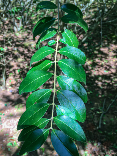 image of Ligustrum sinense, Chinese Privet, "privy hedge"