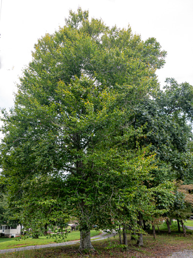 image of Fagus grandifolia +, American Beech