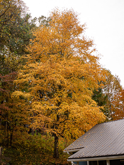 image of Betula alleghaniensis, Yellow Birch