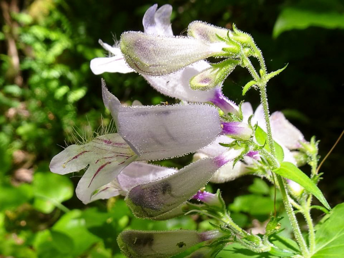 image of Penstemon smallii, Small's Beardtongue, Blue Ridge Beardtongue