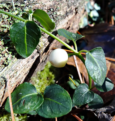 image of Mitchella repens, Partridgeberry, Twinflower