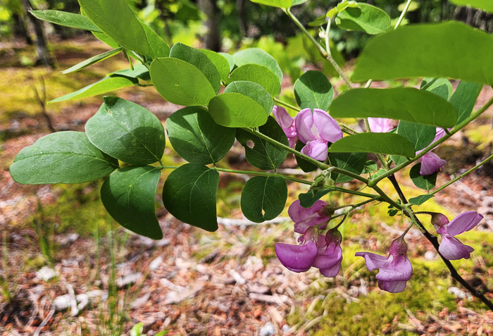 image of Robinia hispida var. rosea, Boynton's Locust