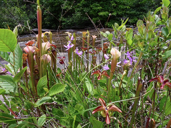 image of Sarracenia jonesii, Mountain Sweet Pitcherplant