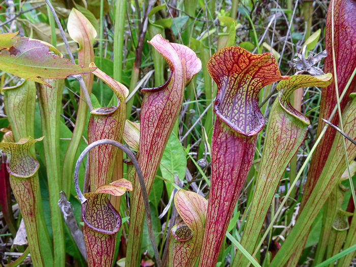 image of Sarracenia jonesii, Mountain Sweet Pitcherplant