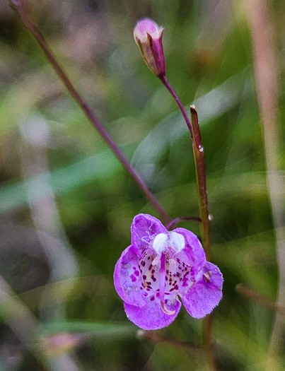 image of Agalinis tenuifolia, Common Gerardia, Slenderleaf Agalinis, Slender False Foxglove, Slender Gerardia