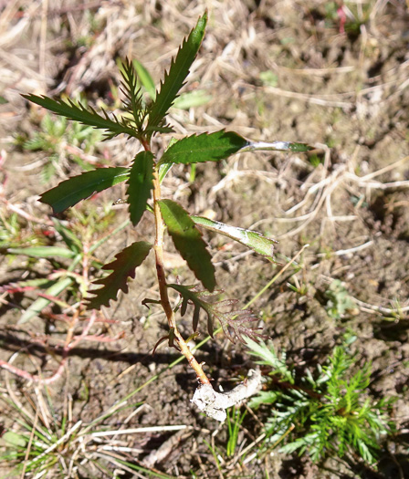 image of Proserpinaca palustris, Marsh Mermaid-weed, Common Mermaid-weed