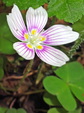 image of Oxalis montana, Mountain Wood-sorrel, American Wood-sorrel, Wood Shamrock, White Wood-sorrel