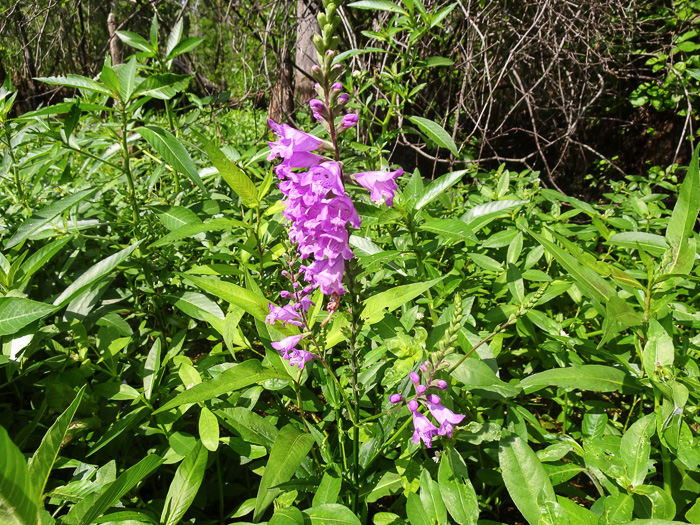 image of Physostegia leptophylla, Tidal Marsh Obedient-plant, Swamp Obedient-plant, Narrowleaf Obedient-plant, Slenderleaf False Dragonhead