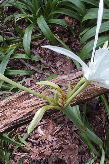 image of Hymenocallis occidentalis var. occidentalis, Hammock Spiderlily, Woodland Spiderlily, Northern Spiderlily