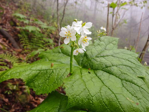 image of Diphylleia cymosa, Umbrella-leaf, Pixie-parasol