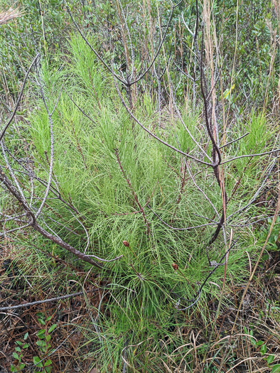 image of Pinus serotina, Pond Pine, Pocosin Pine, Marsh Pine