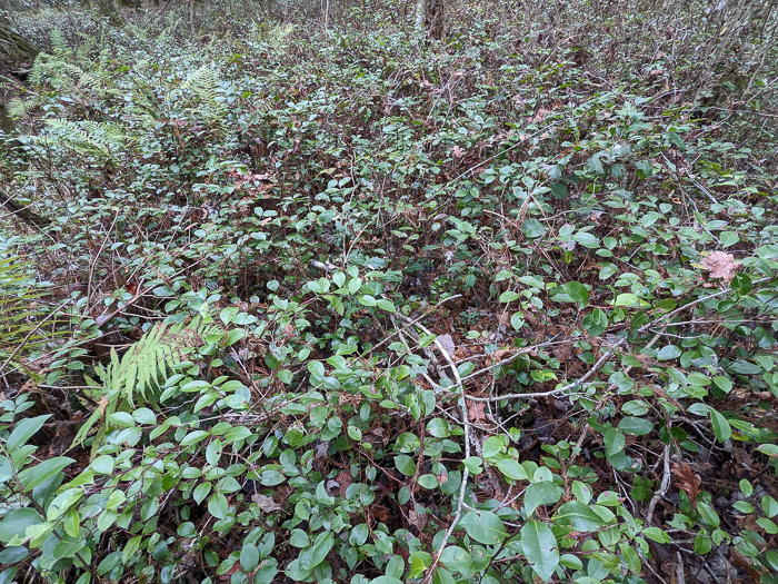 image of Lyonia lucida, Shining Fetterbush, Lyonia, Hemleaf