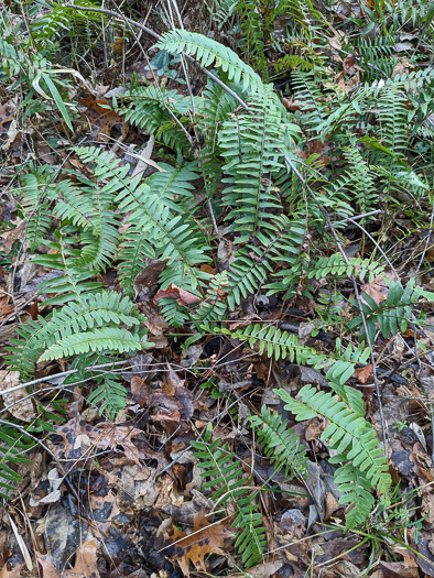 image of Polystichum acrostichoides, Christmas Fern