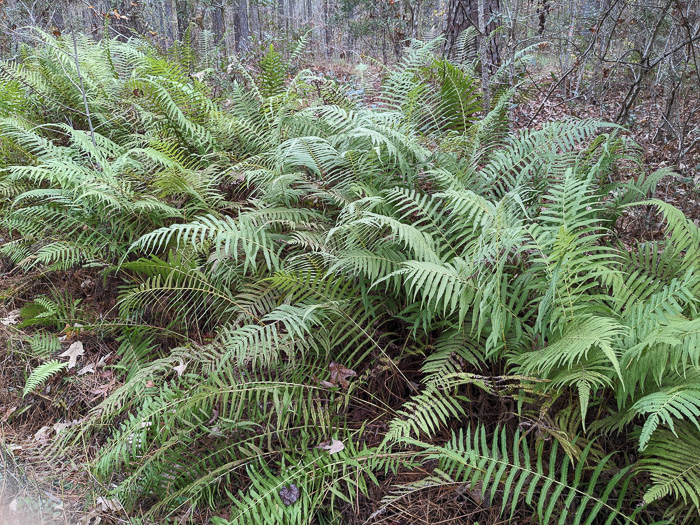 image of Pelazoneuron kunthii, Kunth's Maiden-fern, Southern Shield-fern, Southern Woodfern