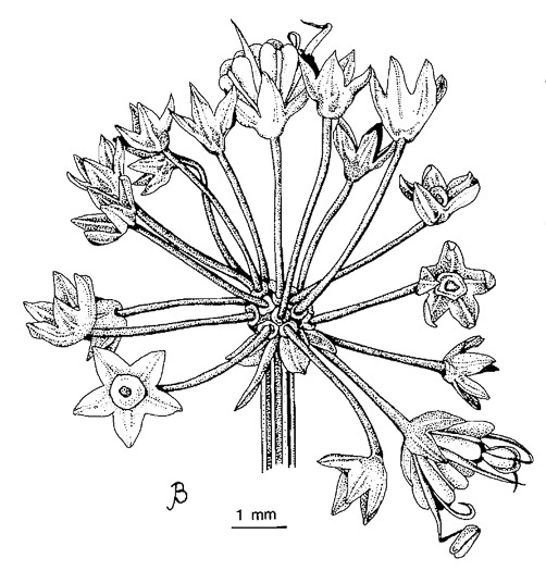 image of Sanicula odorata, Clustered Snakeroot, Clustered Sanicle, Yellow-flowered Snakeroot, Fragrant Snakeroot