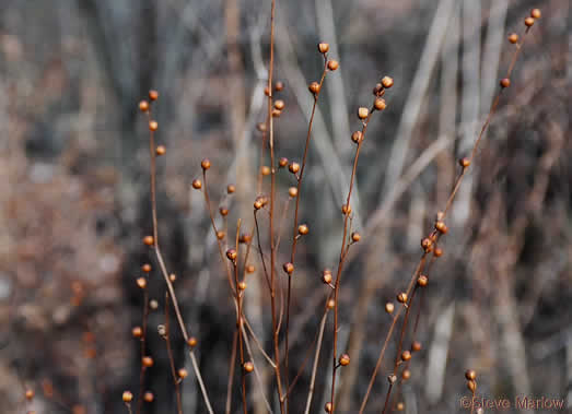 image of Ludwigia alternifolia, Alternate-leaf Seedbox, Bushy Seedbox