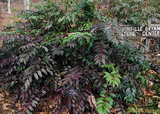 image of Leucothoe fontanesiana, Mountain Doghobble, Highland Doghobble, Switch-ivy