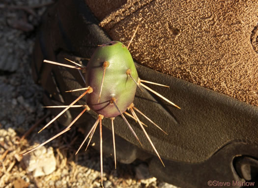 Dune Prickly-pear