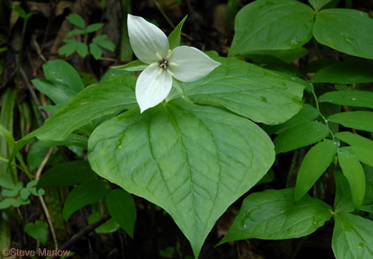 image of Trillium simile, Sweet White Trillium, Confusing Trillium, Jeweled Trillium