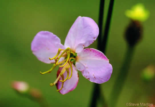 image of Rhexia mariana var. mariana, Pale Meadowbeauty, Maryland Meadowbeauty, Dull Meadowbeauty