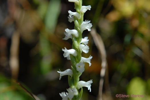 image of Spiranthes cernua, Nodding Ladies'-tresses