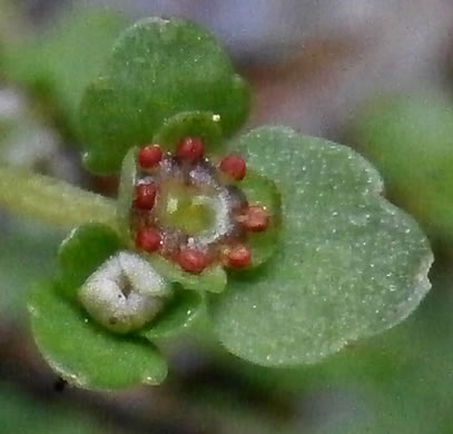 image of Chrysosplenium americanum, Golden-saxifrage, Water-carpet, Water-mat